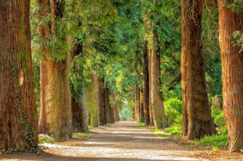 Giornata internazionale delle foreste: perché celebrarla e come renderla accessibile